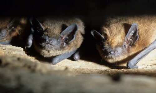 Crayfields Park work with a nationwide initiative for the conservation of bats has found that the park is home to six different species of bats.